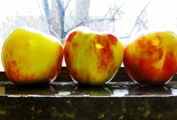 Apples in the Window