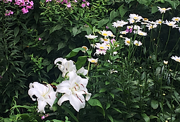 White Flower Border