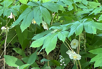 Mandrakes and Lily-of-the-valley