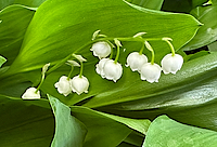 Lily-of-the-valley