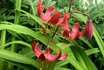 Red Turks' Cap Lilies