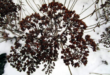 Brown Seedheads