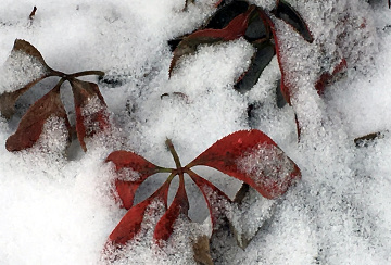 Leaves Under Snow