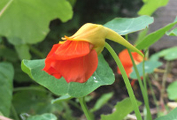 Nasturtium Bud