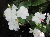 White Impatiens