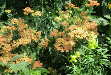 Peach Yarrow