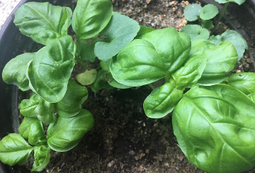 Basil