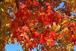 Red Leaves