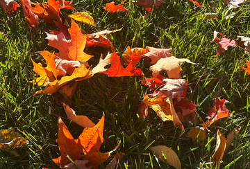 Copper Leaves on Grass