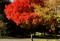 Glowing Maple Tree