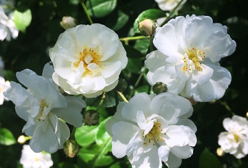 White Roses