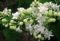 White Lilac