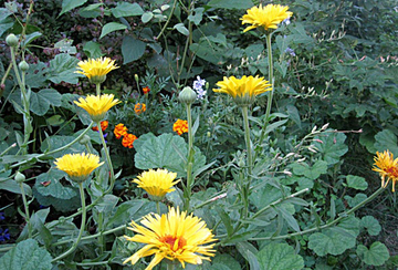 Calendulas