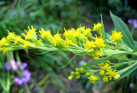 Goldenrod