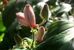 Toad Lilies