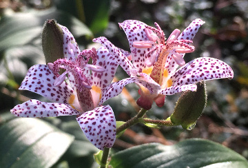 Toad Lilies