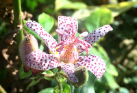 Toad Lily