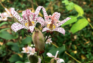 Toad Lilies