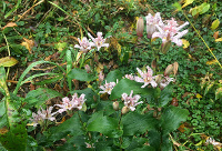 Toad Lilies