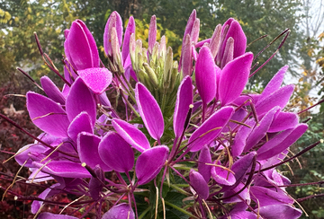 Purple Cleome