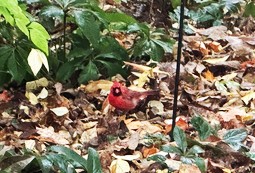 Cardinal Bird