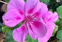 Pink Geranium