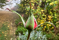 Red Rose Bud