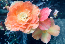 Tuberous Begonia