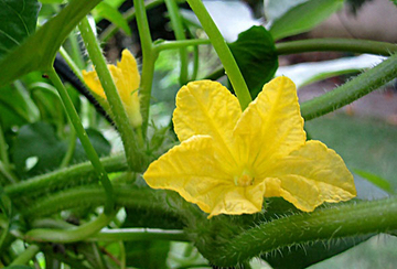 Cucumber Flower