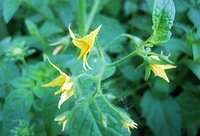 Tomato Flower