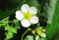 Strawberry Flower