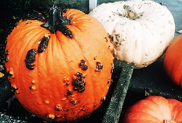 Decorative Pumpkins