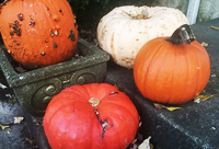 Porch Pumpkins