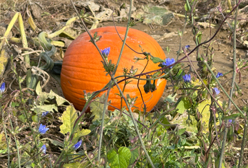 Pumpkin and Chicory