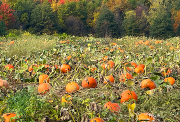 Pumpkin Patch