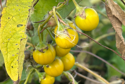 Yellow Fruit