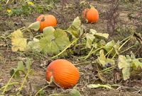 Pumpkins