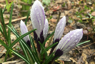 Crocuses