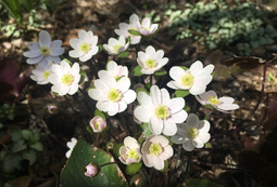 White Hepatica