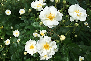 White Phlox