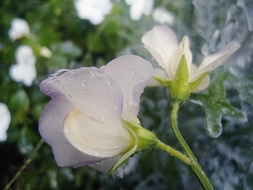 Sweat Peas