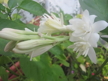 Tuberoses