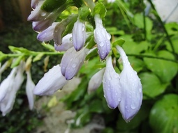 Hosta Buds