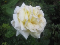 Peace Rose