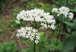 Valerian Flower