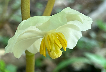 American Mandrake Flower