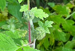 Woodland Plant