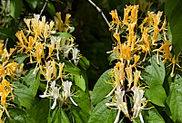 Honeysuckle