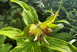 Turk's Cap Lilies