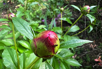 Peony Bud